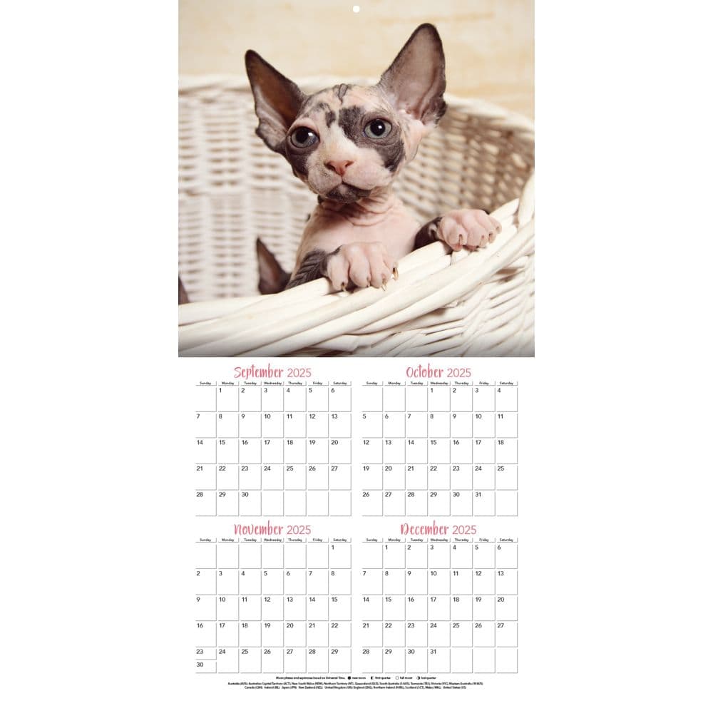 Curious Kittens Photo 2026 Mini Wall Calendar_ALT1
