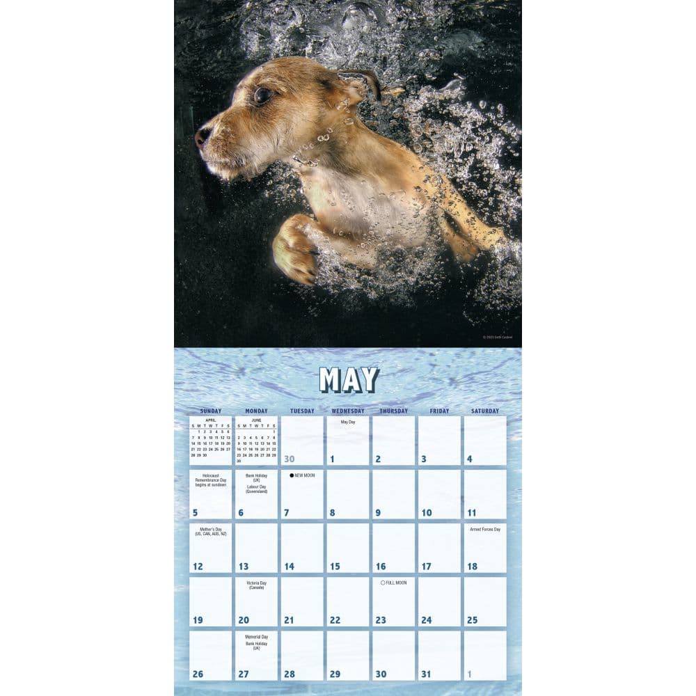 Underwater Puppies by Seth Casteel 2024 Mini Wall Calendar