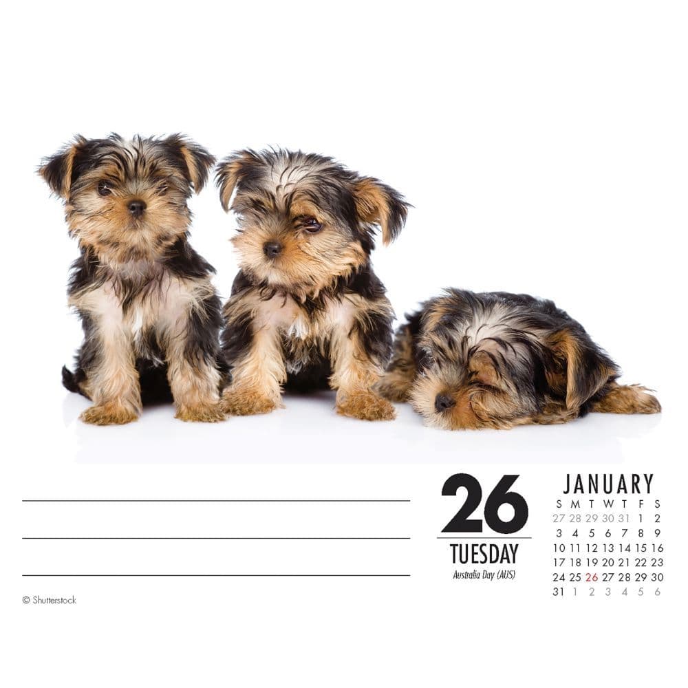 Just Yorkies Desk Calendar