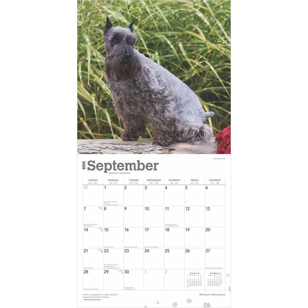 Miniature Schnauzers 2025 Wall Calendar Third Alternate Image width=&quot;1000&quot; height=&quot;1000&quot;