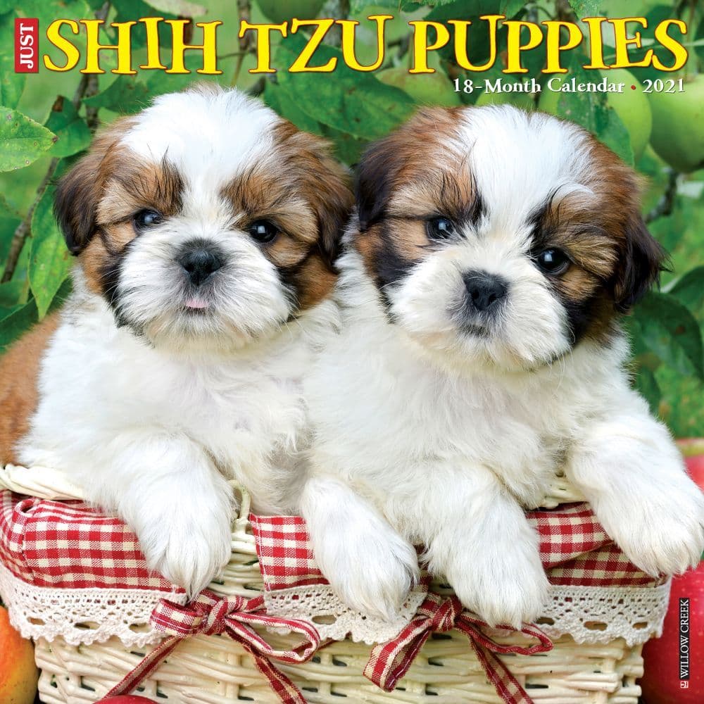 just-shih-tzu-puppies-wall-calendar-calendars