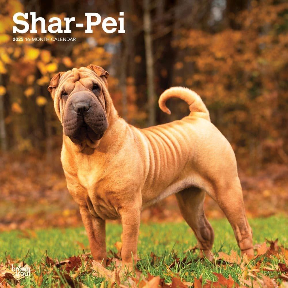 SharPei 2025 Wall Calendar