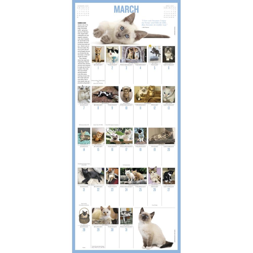 365 Kittens-A-Year Picture-A-Day 2027 Wall Calendar Third Alternate Image