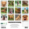 image Just Chesapeake Bay Retrievers 2026 Wall Calendar First Alternate Image