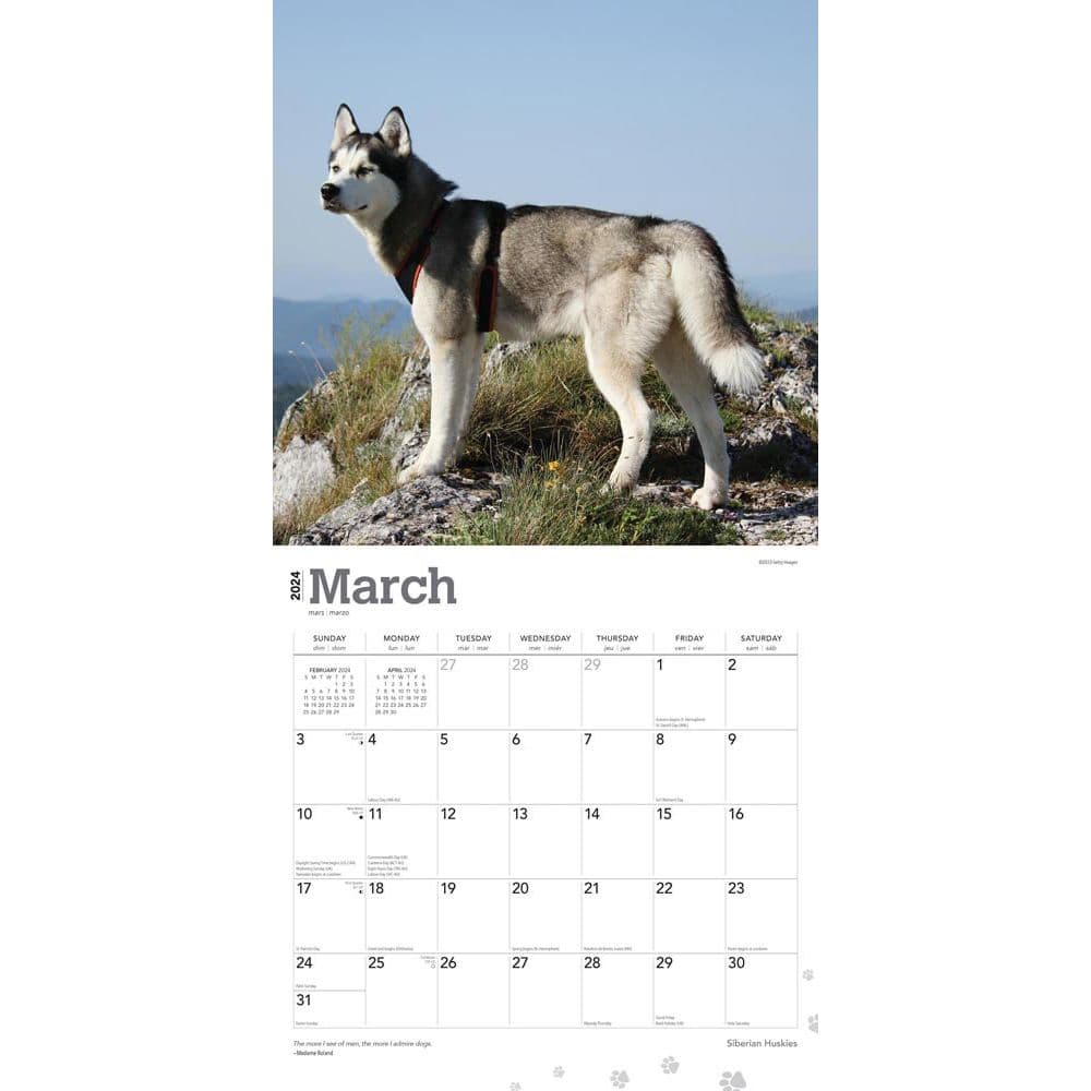 Siberian Huskies 2024 Wall Calendar Second Alternate Image width=&quot;1000&quot; height=&quot;1000&quot;