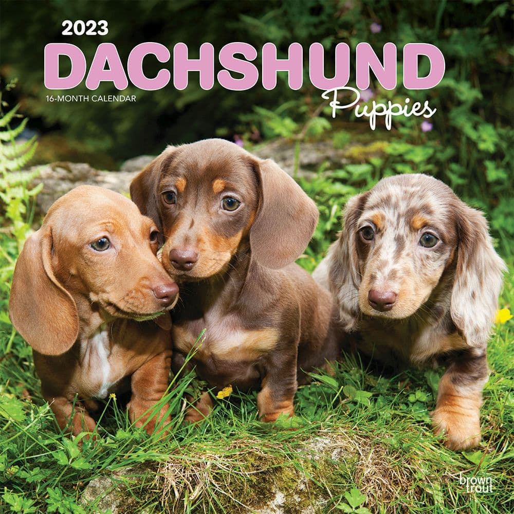 BrownTrout Dachshund Puppies 2023 Square Wall Calendar