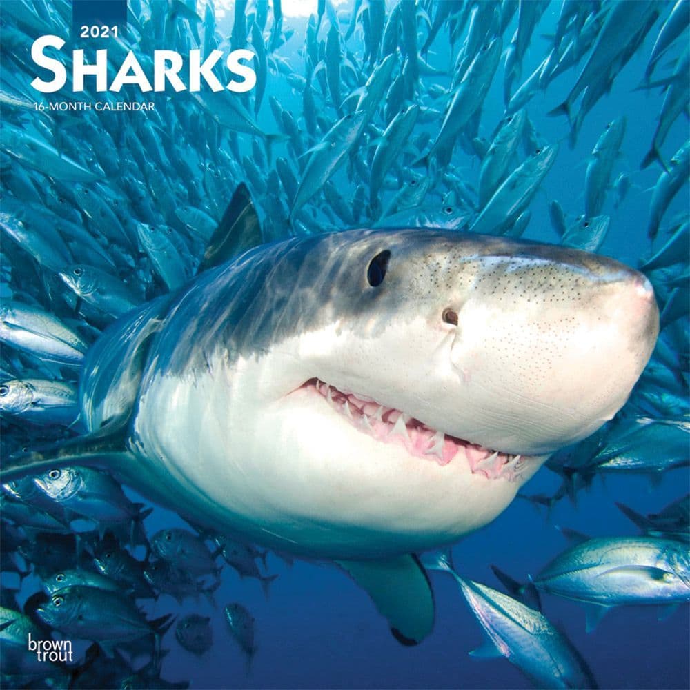 2021 Sharks Wall Calendar