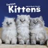 image Kittens Curious 2025 Wall Calendar Main Image