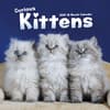 image Kittens Curious 2025 Wall Calendar Main Image