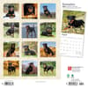 image Rottweilers 2024 Wall Calendar First Alternate Image width=&quot;1000&quot; height=&quot;1000&quot;