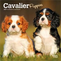image Cavalier King Charles Puppies 2027 Mini Wall Calendar Main Product Image