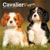 image Cavalier King Charles Puppies 2027 Mini Wall Calendar Main Product Image