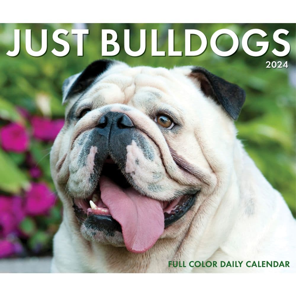 Bulldogs Just 2024 Desk Calendar