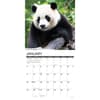 image Pandas 2026 Wall Calendar
