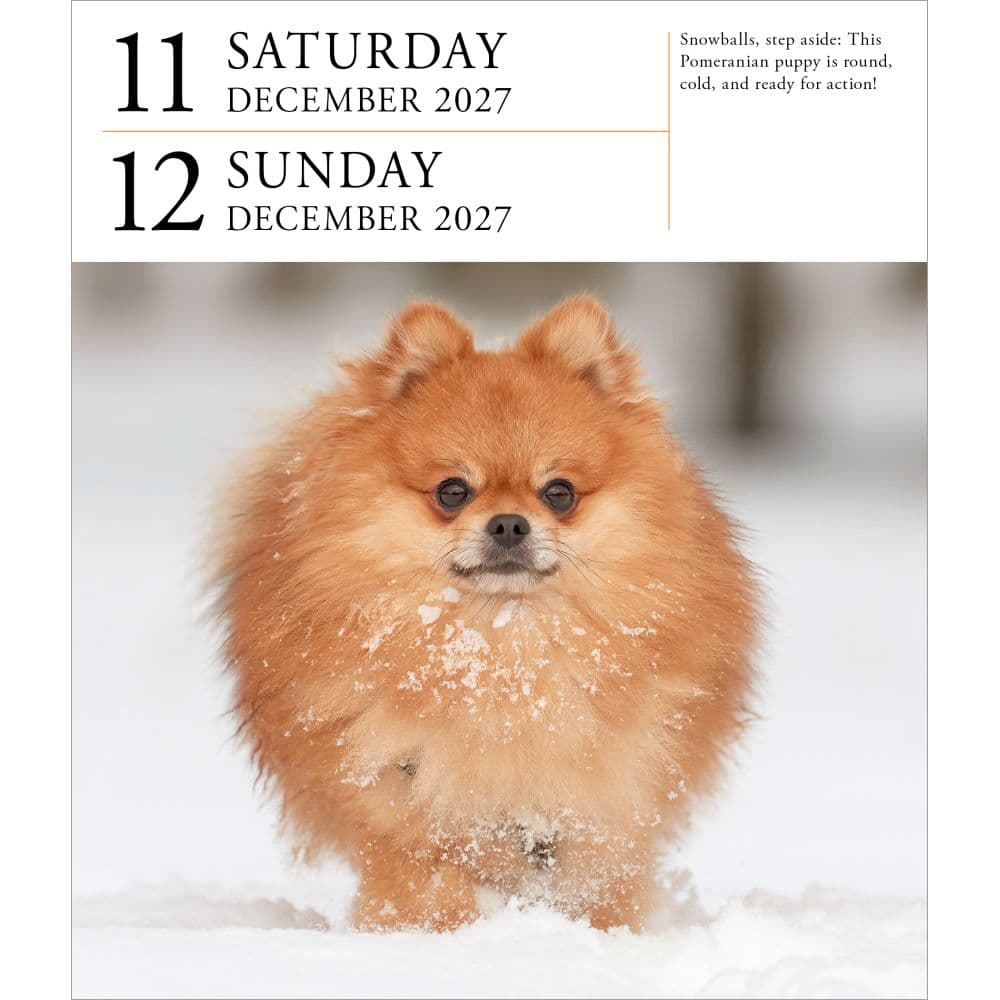 Dog Page-A-Day Gallery 2027 Desk Calendar Fourth Alternate Image