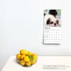 image Shih Tzu Puppies 2024 Mini Wall Calendar Alternate Image 3