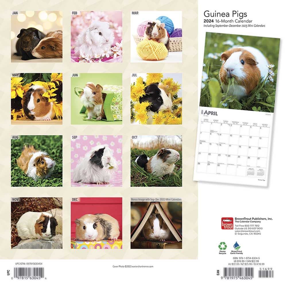 Guinea Pigs 2024 Wall Calendar