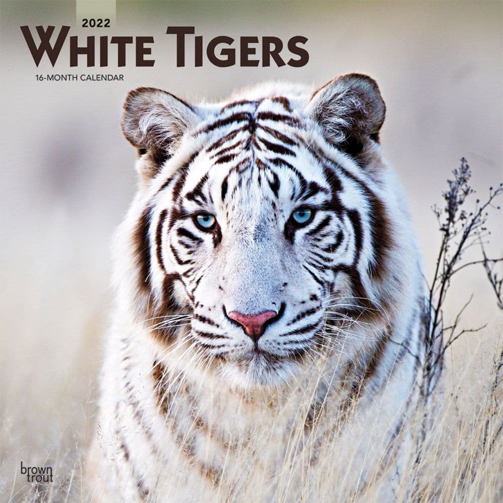 Tigers White 2022 Wall Calendar Calendars Com