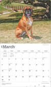 image Boxers Deluxe 2025 Wall Calendar March