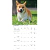 image Pembroke Welsh Corgis 2026 Wall Calendar Fourth Alternate Image