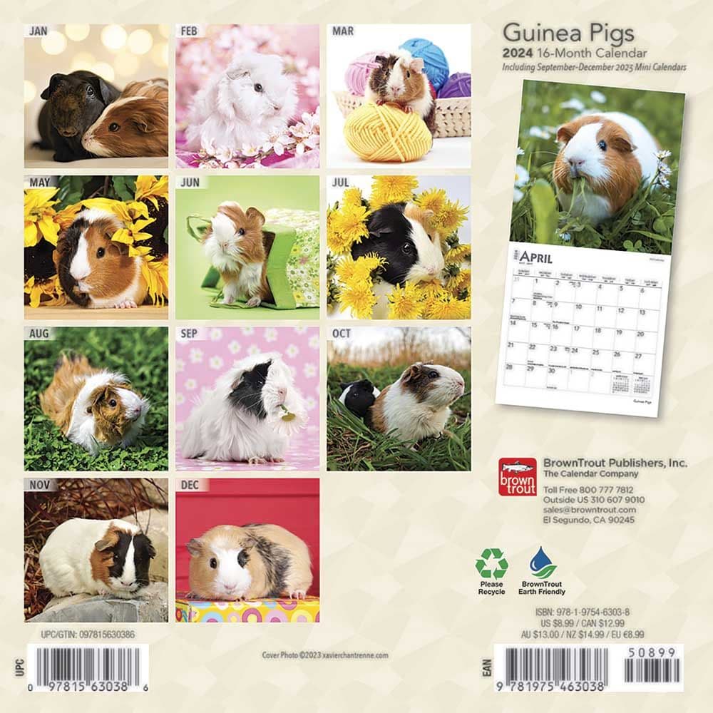 Guinea Pigs 2024 Mini Wall Calendar First Alternate Image width=&quot;1000&quot; height=&quot;1000&quot;