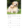 image Just Yellow Labs 2026 Wall Calendar Fourth Alternate Image