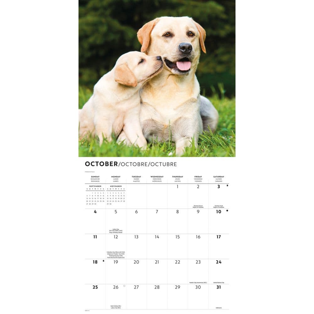 Just Yellow Labs 2026 Wall Calendar Fourth Alternate Image
