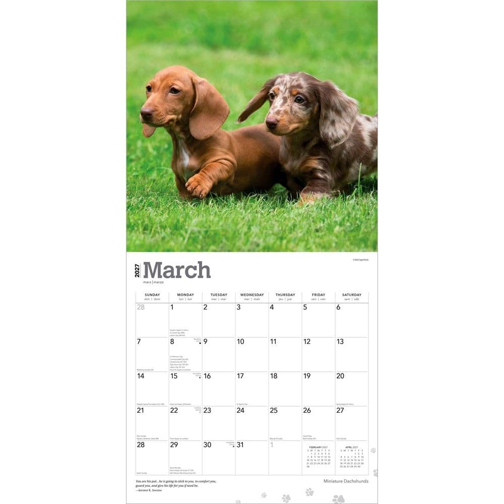 Miniature Dachshunds 2027 Wall Calendar Second Alternate Image