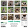 image Rascally Raccoons 2026 Wall Calendar First Alternate Image