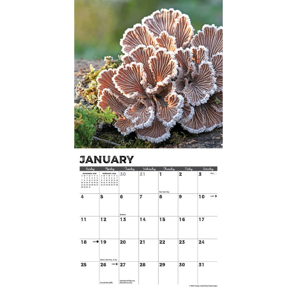 Mushrooms 2026 Mini Wall Calendar Second Alternate Image