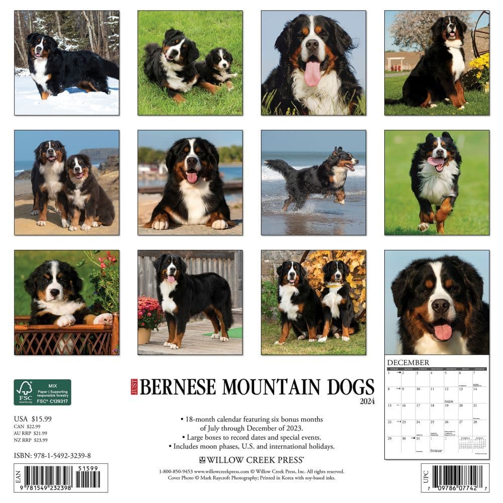 Just Bernese Mountain Dogs 2024 Wall Calendar Alternate Image 1