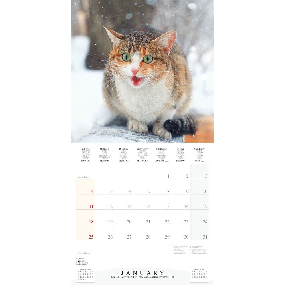 Cool Cats 2026 Wall Calendar Second Alternate Image
