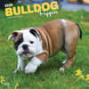 image Bulldog Puppies 2025 Wall Calendar front cover
