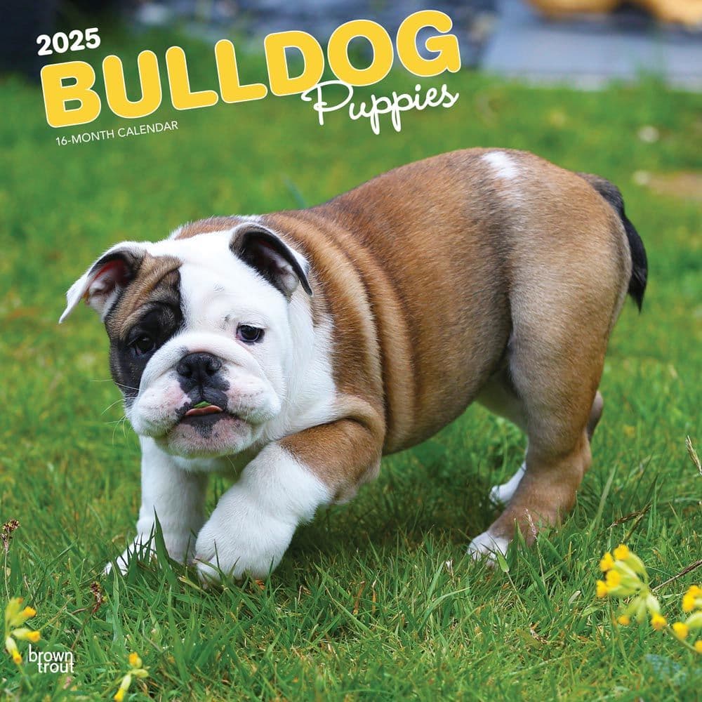 Bulldog Calendar 2025