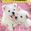 image Just Westie Puppies 2025 Wall Calendar Main Image