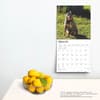 image Blue Heelers 2025 Wall Calendar