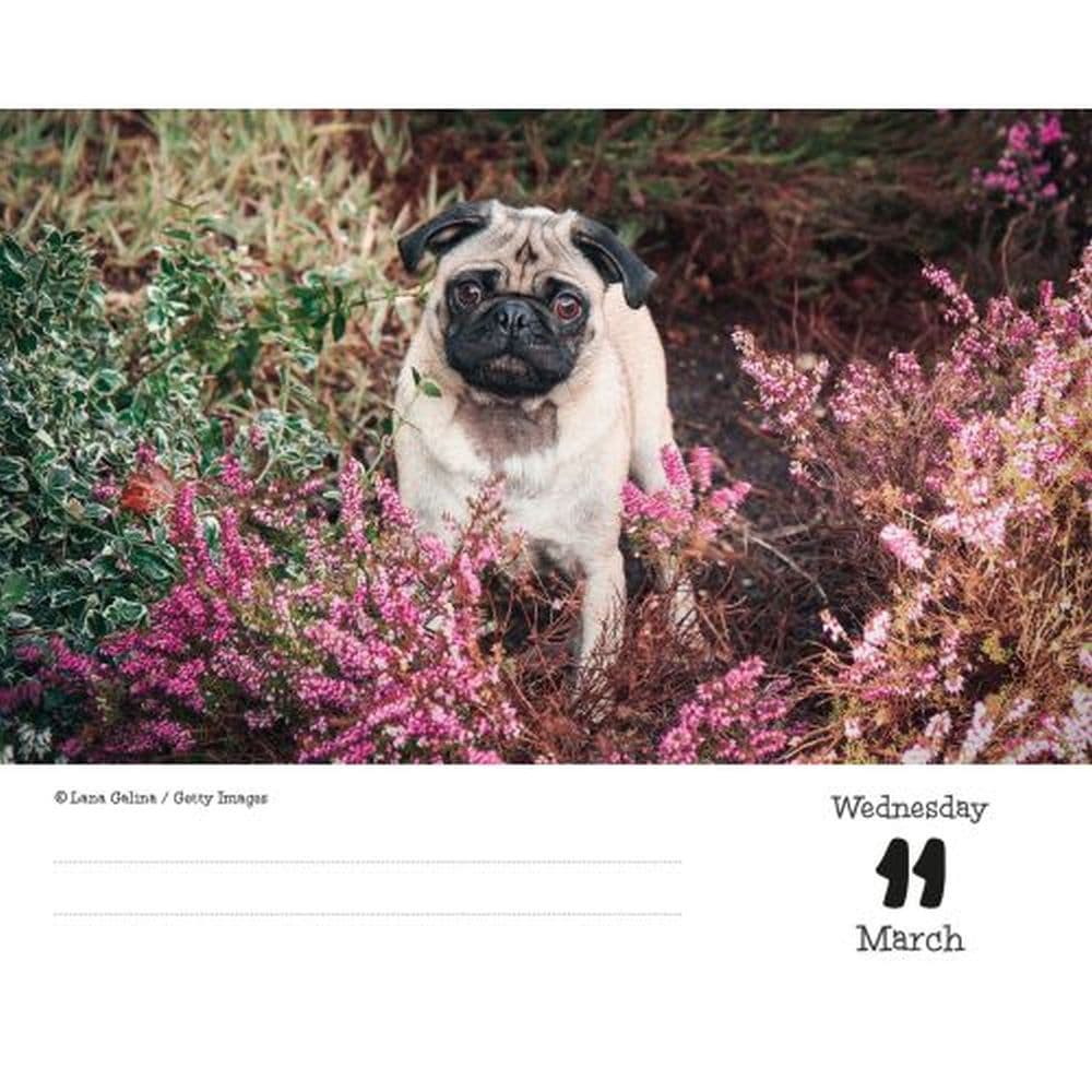 Pugs 2026 Desk Calendar Second Alternate Image