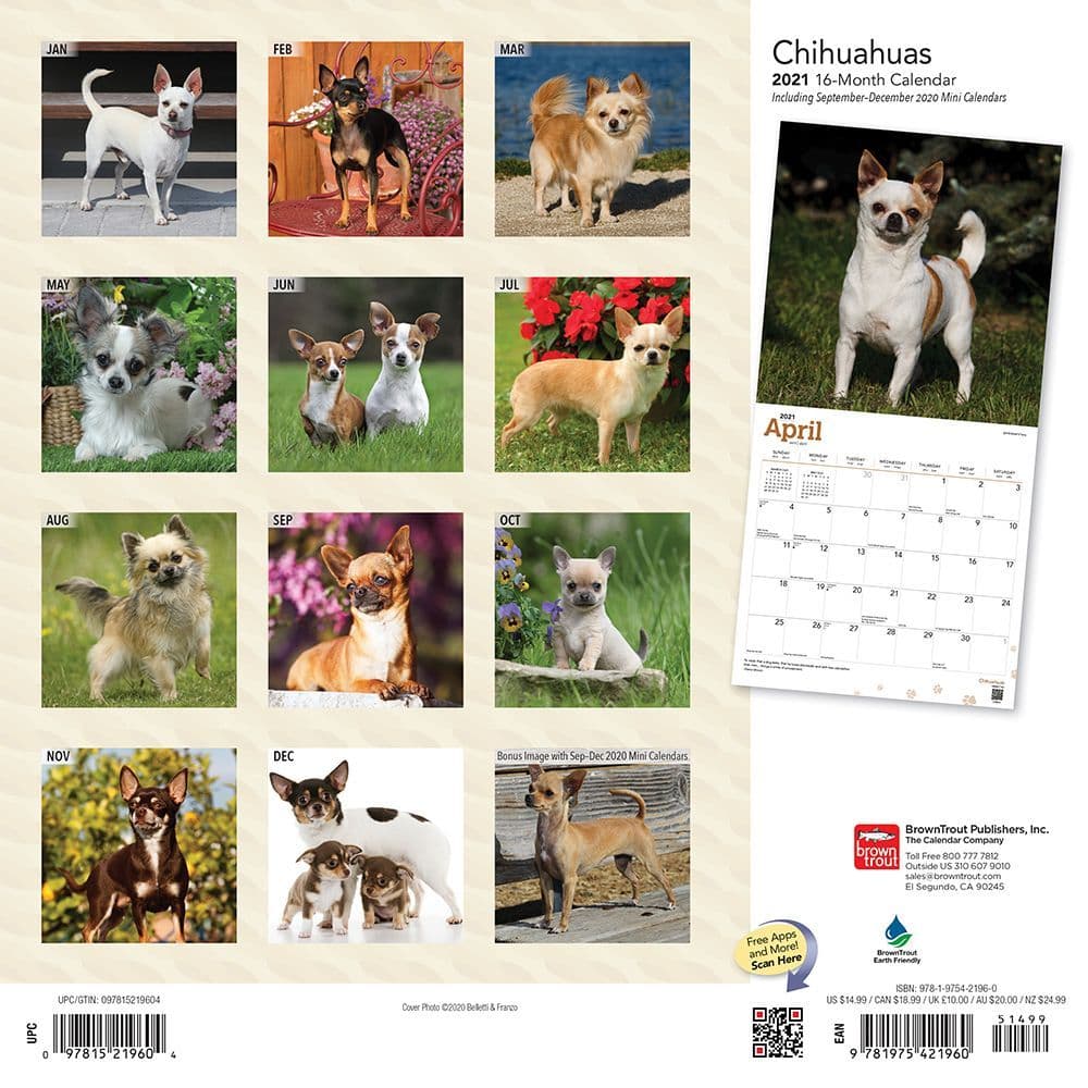 Chihuahuas Wall Calendar