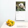 image Pandas 2025 Wall Calendar Fourth Alternate Image