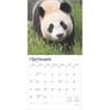 image Pandas 2025 Wall Calendar Third Alternate Image