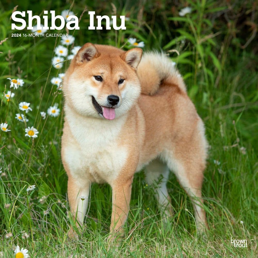 Shiba Inu 2024 Wall Calendar