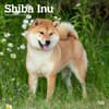 image Shiba Inu 2024 Wall Calendar Main Product Image width=&quot;1000&quot; height=&quot;1000&quot;