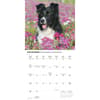 image Border Collies 2026 Wall Calendar Fourth Alternate Image