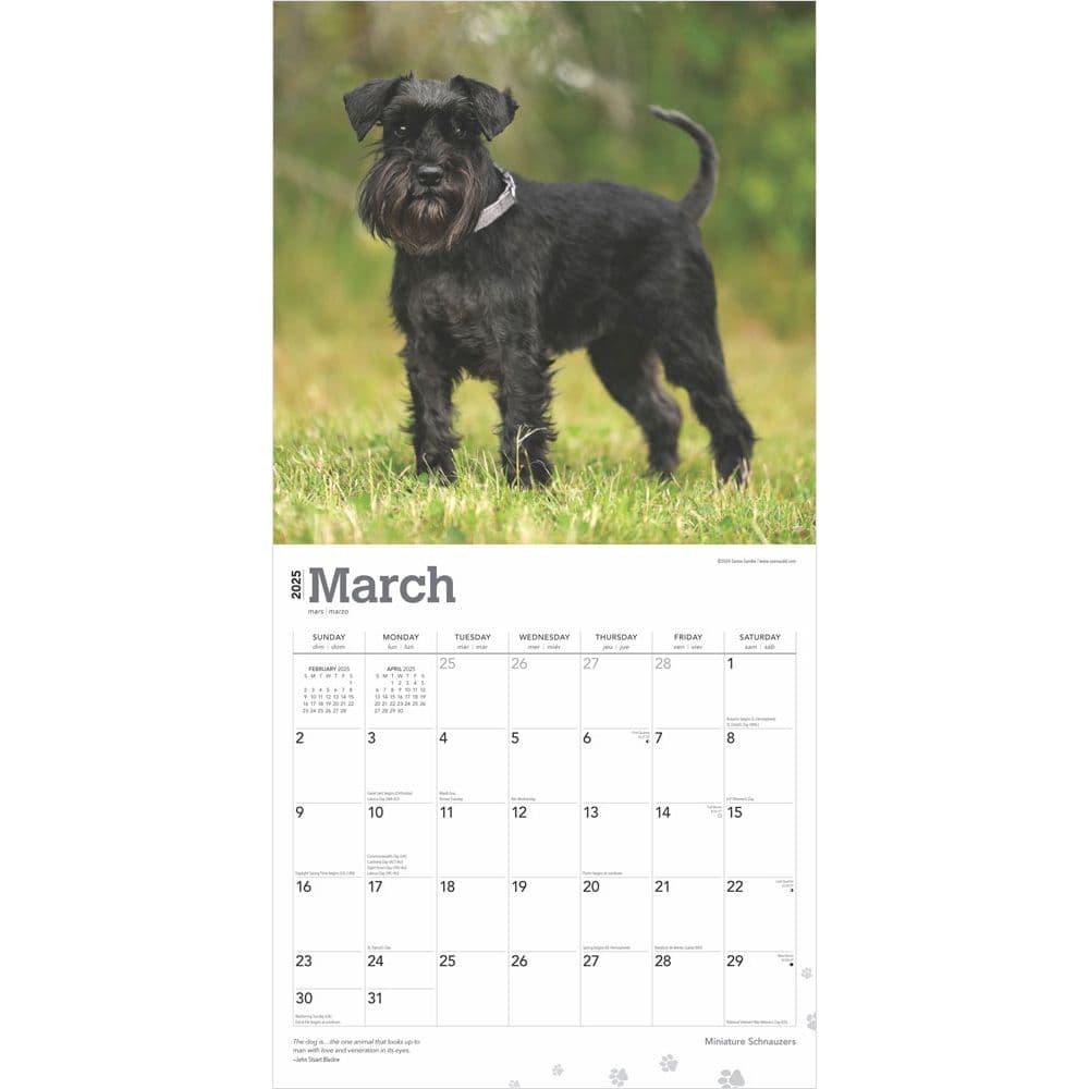 Mini Schnauzer Calendar 2025