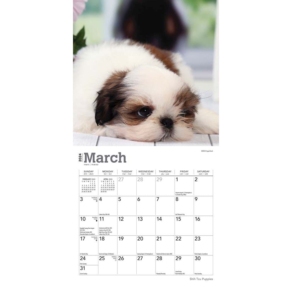 Shih Tzu Puppies 2024 Mini Wall Calendar
