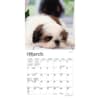 image Shih Tzu Puppies 2024 Mini Wall Calendar Alternate Image 2