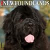 image Just Newfoundlands 2025 Wall Calendar Main Image