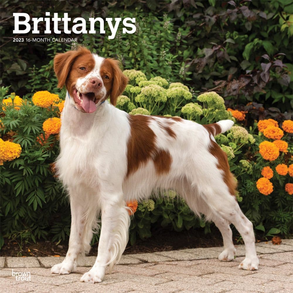 BrownTrout Brittanys 2023 Square Wall Calendar
