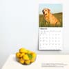 image Yellow Lab Retriever 2024 Wall Calendar Third Alternate Image width=&quot;1000&quot; height=&quot;1000&quot;