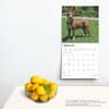 image Pit Bull Terriers 2025 Wall Calendar